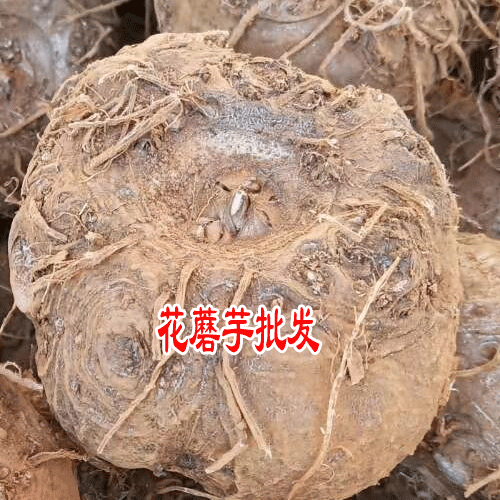魔芋怎么种植_云南丽江魔芋哪里多?