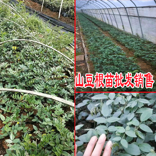 广西天冬种苗_云南大天冬种子种苗