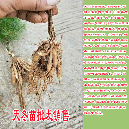 低价天冬苗_哪有天冬苗_天冬苗收购
