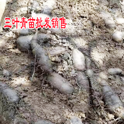 玉林三叶青价格_100元左右