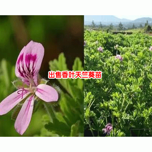 出售香叶天竺葵苗_香叶天竺葵种苗价格_云南香叶天竺葵幼苗