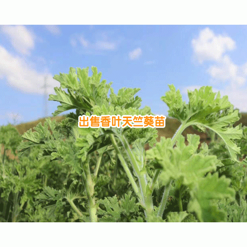 香叶天竺葵精油市场价_香叶天竺葵哪种好