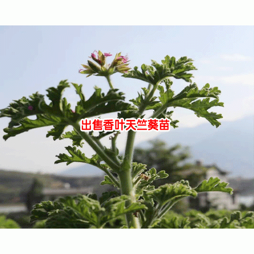 宾川香叶天竺葵产量_香叶天竺葵对身体
