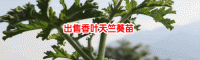 宾川香叶天竺葵产量_香叶天竺葵对身体