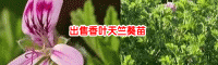 香叶天竺葵多少钱_香叶天竺葵孕妇能用吗