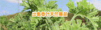 香叶天竺葵健胸方法和美容功效