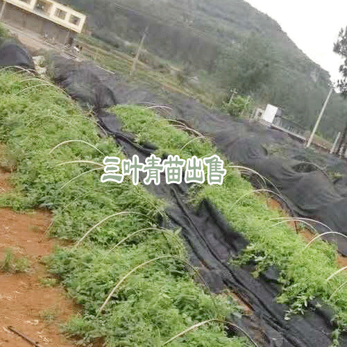 三叶青怎么吃?_三叶青种苗价格-贵州中药材公司