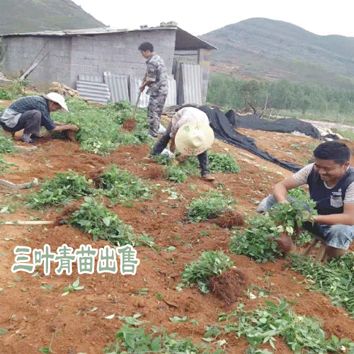 三叶青如何种植_三叶青种植几年可收