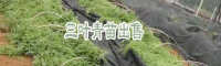 三叶青(又叫金线吊葫芦)价格_三叶青种苗批发