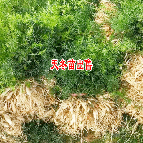 今年天冬苗_天冬苗图片