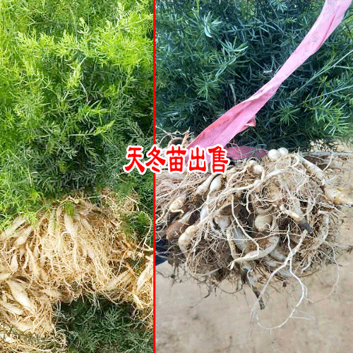 2018-2019天冬产区药材价格动态