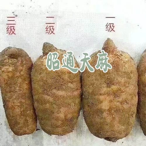 昭通天麻公司_昭通天麻功效 |特级2-3个78元/斤