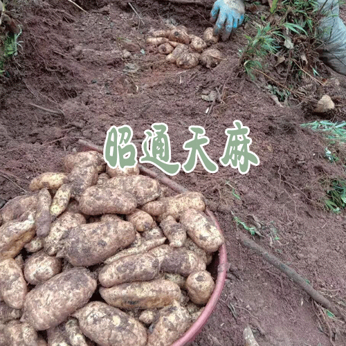 天麻昭通产区_云南昭通天麻作用
