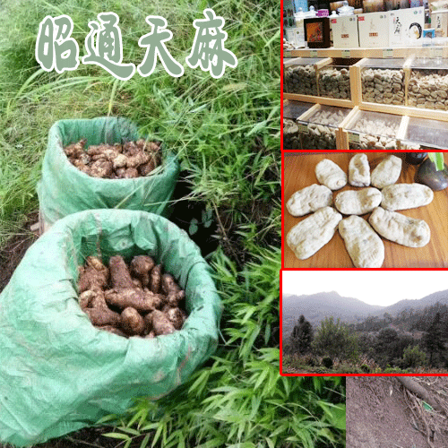 天麻煮鸡蛋_昭通天麻公司