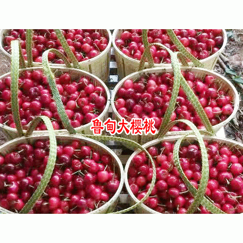 鲁甸大樱桃图片_鲁甸大樱桃苗木公司-