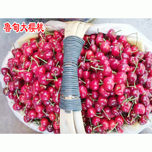 昭通鲁甸樱桃_鲁甸樱桃苗销售公司