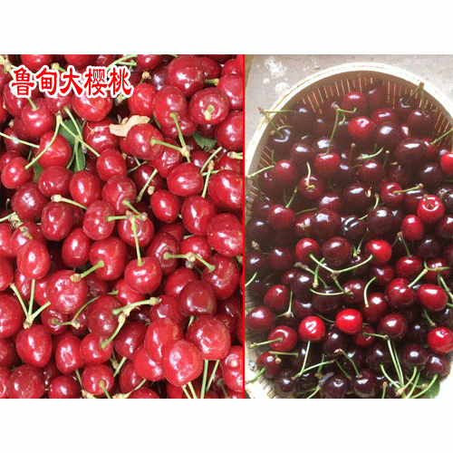 鲁甸县大樱桃_ 鲁甸大樱桃技术顾问