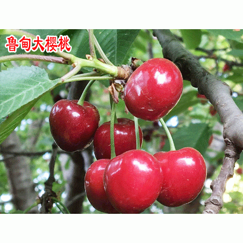 昭通鲁甸樱桃_云南甜樱桃公司