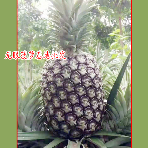 吃菠萝不用挖眼眼_云南无眼菠萝