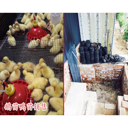 哪里有鹅苗_鹅苗基地_鹅苗厂