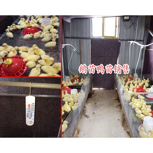 鹅苗多少钱一只