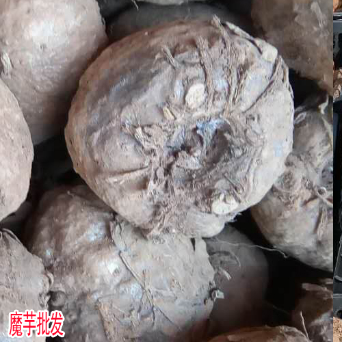 云南富源魔芋_云南魔芋种子_15887567055
