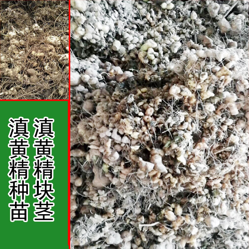 求购滇黄精块茎_1808763084