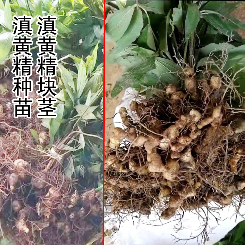 文山,红河附近的滇黄精块茎和苗图片