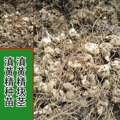 黄精块茎消毒吋间_老黄精块茎会发芽吗_黄精块茎繁殖技术