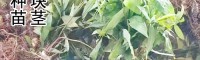 种黄精块茎应该要多大?