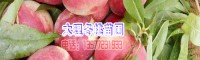 云南冬桃苗淘宝&云南哪里有冬桃苗卖&云南有没有冬丰冬桃树苗