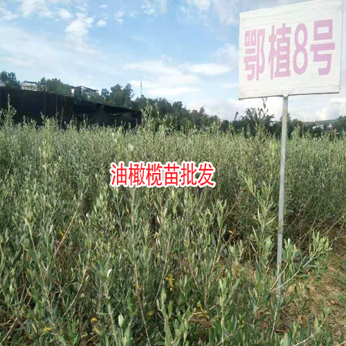 油橄榄树苗_四川有油橄榄苗吗