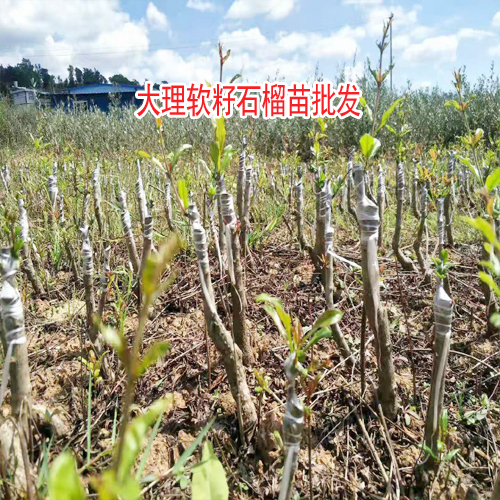 软籽石榴树苗哪里买