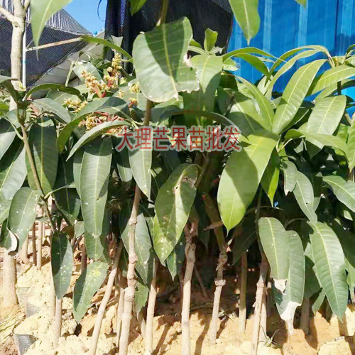 芒果苗批发-芒果育苗基地