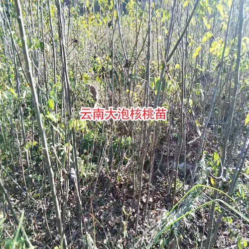 核桃苗批发_核桃苗多少钱一株?