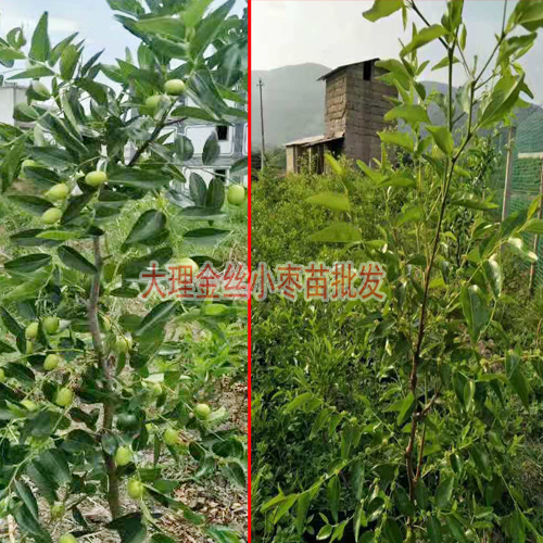 金丝枣树苗价格_什么枣树苗品种好