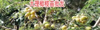 云南油橄榄苗适合几份种植?