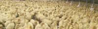 肉鹅价格_鹅苗多少钱一只