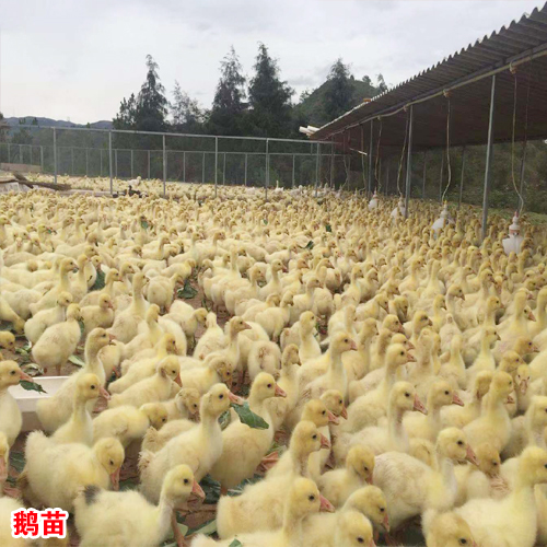 肉鹅收购价多少一斤?—保回收厂家