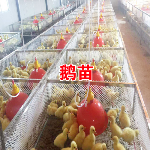 免费报价(永平鹅苗)肉鹅收购价多少一斤——保回收厂家