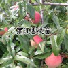 丽江雪桃苗批发_鑫友农业