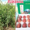 大理苹果苗批发价格_大理苹果苗批发