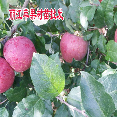 丽江苹果苗_丽江苹果苗一棵多少钱