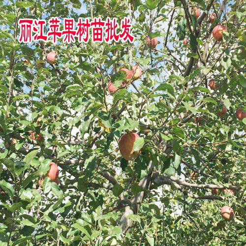 丽江苹果不同的苹果-