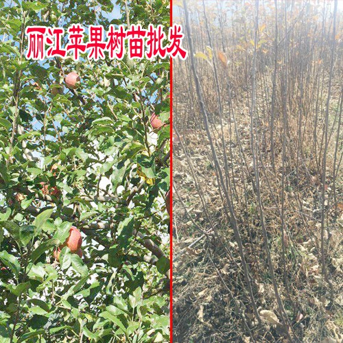 丽江苹果苗技术_选好苗木丽江苹果苗的几个要点