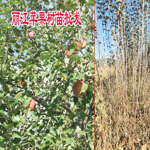 红富士苹果苗_山东红富士苹果苗