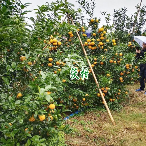 沃柑一亩种植多少比较合理
