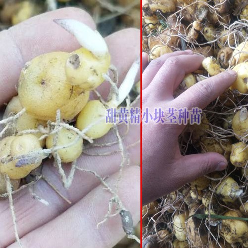 黄精种苗多少钱?