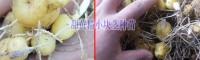 云南昭通市黄精种苗多少钱?