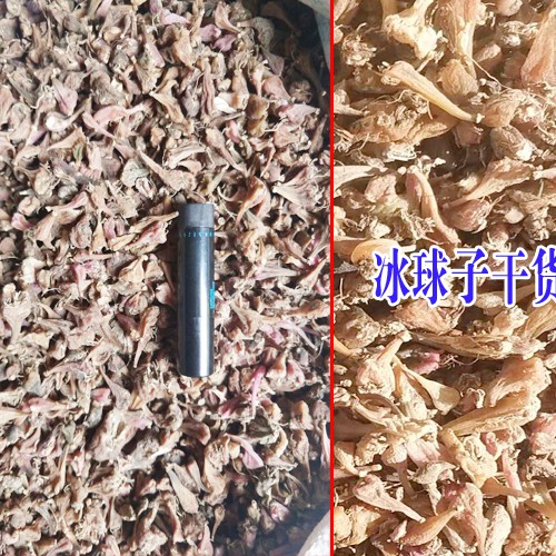 毛慈菇是什么?_冰球子多少钱一斤